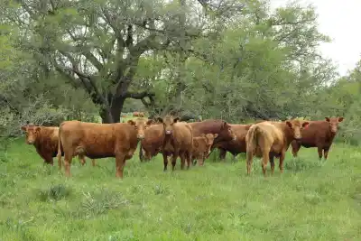 El campo denuncia que les descuentan el precio de la hacienda por no anotarse en una plataforma: la razón que esconden
