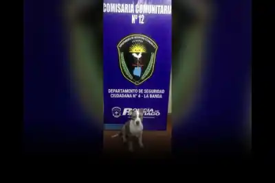Le robaron el pitbull del patio, lo vendieron por $40.000 y la Policía tocó la puerta indicada