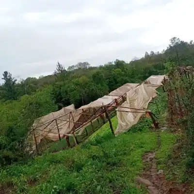En un cantero sacaba 100 docenas de lechuga; ahora no llega ni a un tercio