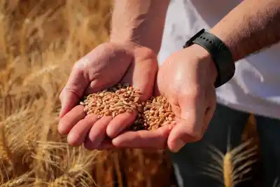 Brasil comprará 9 millones de toneladas de trigo: qué necesita la Argentina para quedarse con ese negocio