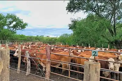 La creciente arrastra 12.000 vacunos y los ganaderos chocan con un problema inesperado