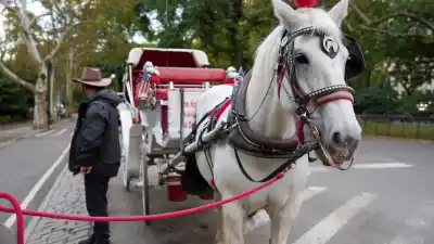 Nueva York aprobó prohibir los carruajes del Central Park: 150 cocheros y 160 caballos, en la cuerda floja