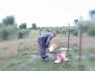Dos perros persiguieron a un rebaño en Parada Leis: lo que encontró el dueño al recorrer el campo