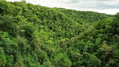 Misiones aprobó dos leyes forestales: qué podrán hacer los productores en las chacras