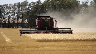 El trigo santafesino roza los 40 quintales, pero un octubre raro tiene a los agrónomos en vilo