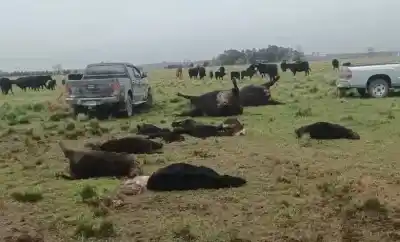 Tres noches, 34 animales faenados y un campo que queda vacío en Rauch