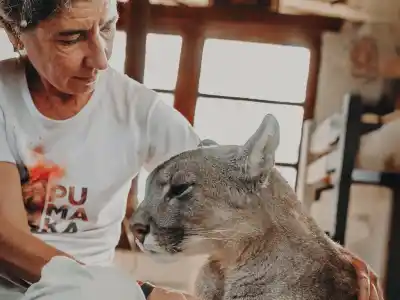 Crió a una puma ciega que casi muere y hoy es su guía: la cordobesa que se volvió "puma" tras un incendio