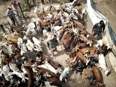 150 chivitos chaqueños salieron de El Sauzalito: a qué país llegan y qué se juegan las familias