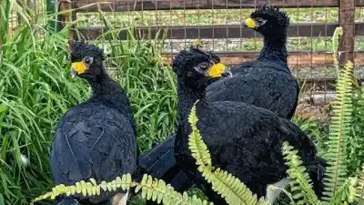 Tres aves que casi no quedan en Argentina acaban de llegar a Entre Ríos: qué van a hacer con ellas
