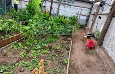 La Justicia los protegió, pero igual se llevaron las 15 plantas: quién estaba de guardia