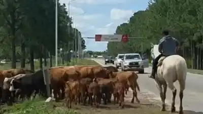 La crecida del río empuja animales a la ruta: la advertencia que preocupa a los que manejan por la costa