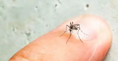 El mosquito del dengue ya se instaló en casi toda San Juan: los dos departamentos que se salvaron