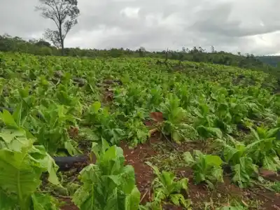 El granizo arrasó con el tabaco en Fracrán y un productor perdió 40.000 plantas