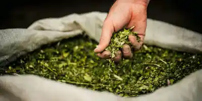 Sturzenegger celebró la yerba en China, pero un dato de 2005 lo dejó expuesto