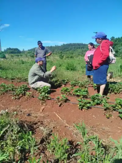 Frutillas que viajan desde Santa Fe: la movida que baja costos en El Alcázar