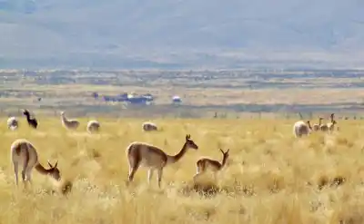 Cazadores furtivos de vicuñas en la Puna: las pistas que dejaron en sus apostaderos