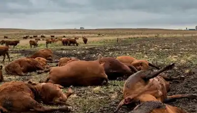 Una descarga cayó en el campo y dejó 13 animales tendidos: qué encontraron al revisarlos