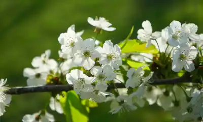 La cosecha de cerezas en Chubut arrancaría con casi un mes de atraso: el motivo