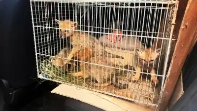 Un vecino fue a pescar y se topó con cuatro cachorros de zorro que no podía dejar atrás