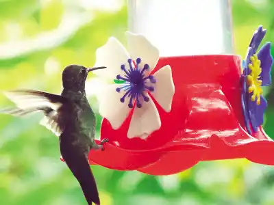 En pleno centro de Iguazú, el patio de una casa esconde 22 especies de colibríes