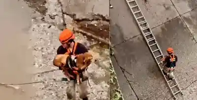 Un animal atrapado en un canal con fuerte correntada desató una operación de rescate que conmovió a los vecinos