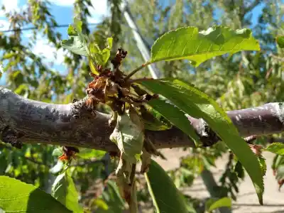 Alto Valle en alerta: la humedad de esta primavera activó un problema que ya castigó a los productores