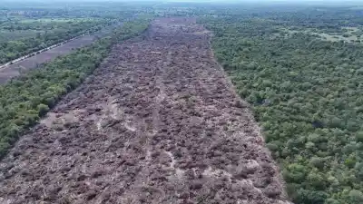 Zdero habilitó el desmonte en una zona que la ley manda preservar: 1.800 hectáreas de bosque chaqueño en la mira