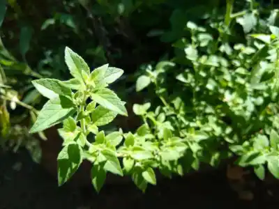 La peperina serrana ya tiene sello propio: qué cambia para los productores de las Sierras