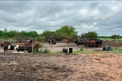 Entraron a un campo de Colonia El Ramblón y encontraron 200 animales que no figuraban en ningún papel