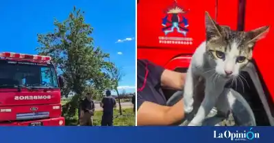 Se subió a un árbol de cuatro metros y no pudo bajar: quién lo esperaba abajo