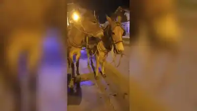 Rescataron a un mular herido en plena calle: lo que encontraron en su hocico dejó consternados a los vecinos