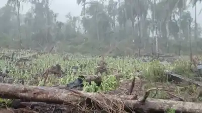 El granizo les borró la cosecha de tabaco a familias de Fracrán: 180 mil plantas perdidas