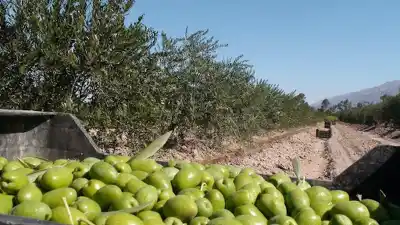 La helada dejó a los olivos de San Juan al borde: lo que se viene en 2027 preocupa a los productores