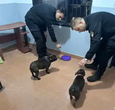 Aparecieron dos bulldogs en un boliche de Oberá a las 5.30 y nadie sabe de quién son