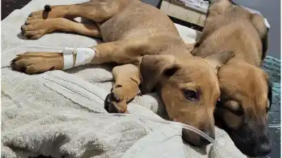 Santa Fe debate un hospital para perros y gatos que atendería gratis las 24 horas