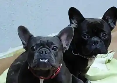 Dos bulldogs franceses aparecieron dentro de un boliche de Oberá y nadie sabe cómo entraron
