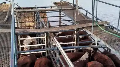 El Paraná sube y ya sacaron de las islas a más de 500.000 animales: la cifra que aún queda