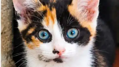 Blanco, negro y marrón: la gatita de Jujuy que no se deja tocar y espera una casa