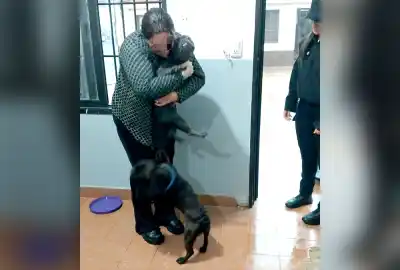 Dos bulldogs aparecieron de madrugada en un boliche de Oberá: cómo terminaron ahí