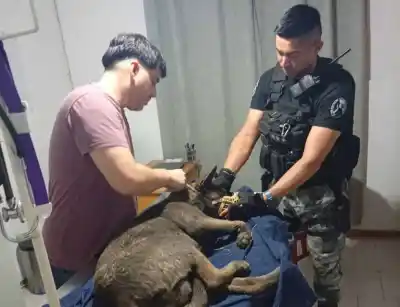 Vecinos alertaron por un perro herido y la Policía terminó en una casa del barrio Teresa de Calcuta