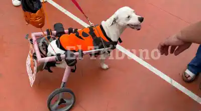 Cien animales, $4 millones al mes: la cuenta que no cierra en el refugio de Salta