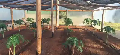 El mamón que se cultiva bajo techo en Misiones no madura a tiempo: qué frenó el ensayo