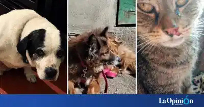 Río Gallegos: tres animales pelean por su vida y sus rescatistas ya no saben de dónde sacar $320.000