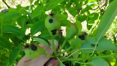 La humedad les jugó una mala pasada a los frutales del Alto Valle: la advertencia que llega desde el monte