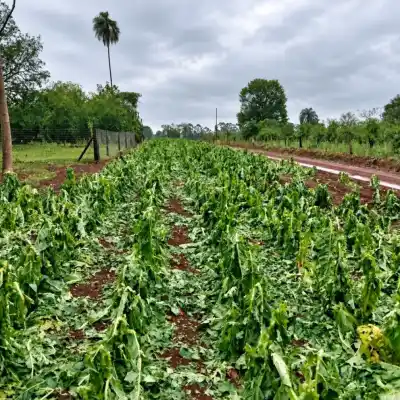 El granizo les destrozó 90.000 plantas de tabaco: las cinco familias de Andresito que quedaron en la lona