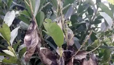 La humedad y las lluvias abren la puerta a un hongo que puede secar los yerbales