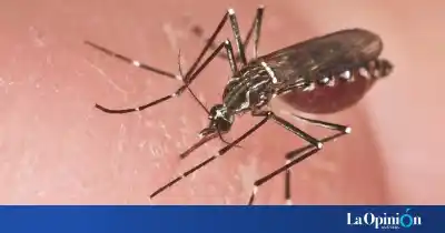 Llegó de Costa Rica con síntomas a El Calafate: qué encontraron y por qué no enciende alarmas