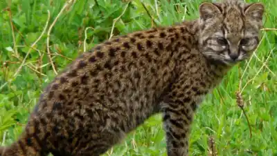 El felino más chico de América está al borde: quedan apenas 442 en Argentina
