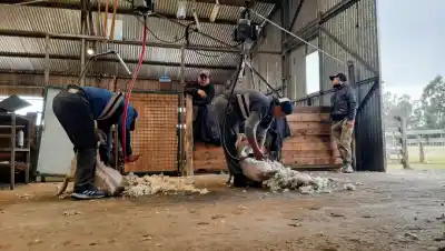 Esquilar 160 ovejas por día les destruye la espalda: el invento rionegrino que les saca 30 kilos de encima