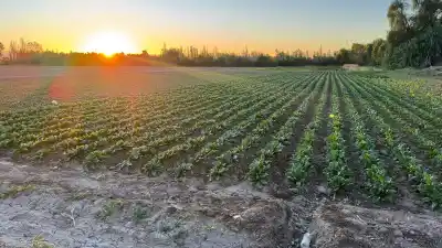Vende la lechuga a $2.500, pero lo que le queda en el bolsillo lo descoloca